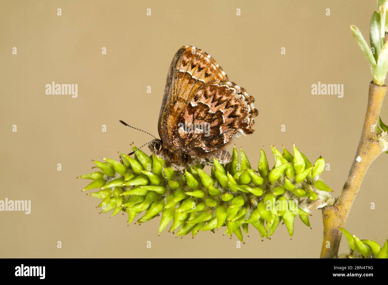 Particolare di una farfalla di Pino Elfin occidentale, Callophrys eryphon, poggiato sul germoglio di un salice del fiume arbusto nelle montagne Ochoco dell'Oregon centrale. Foto Stock