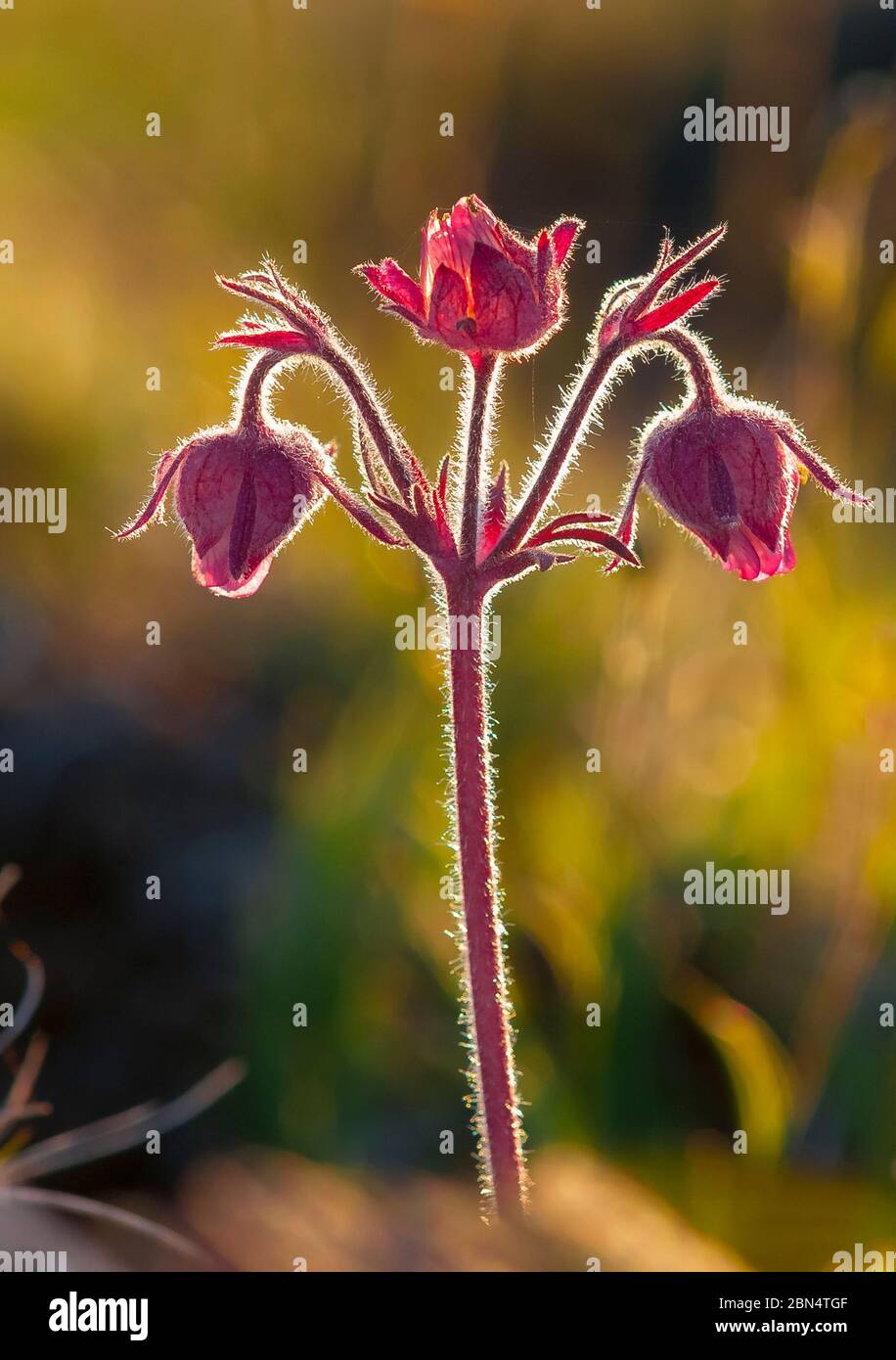 Geum Triflorum, Parco Nazionale Olimpico, Washibgton, USA Foto Stock