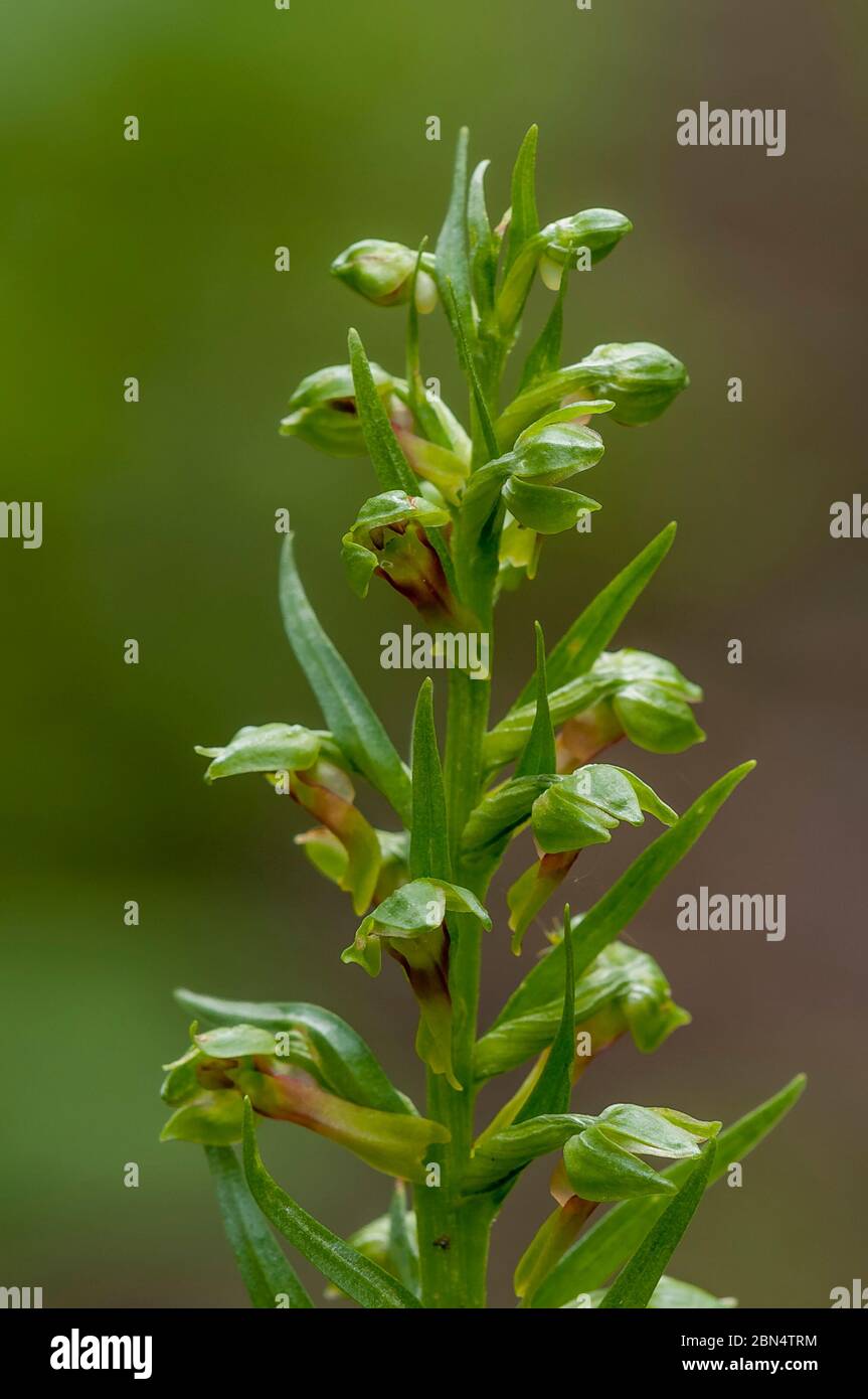 Varici di Coeloglossum viride, orchidea verde a lunga durata, Bow Valley Provincial Park, Alberta, Canada Foto Stock