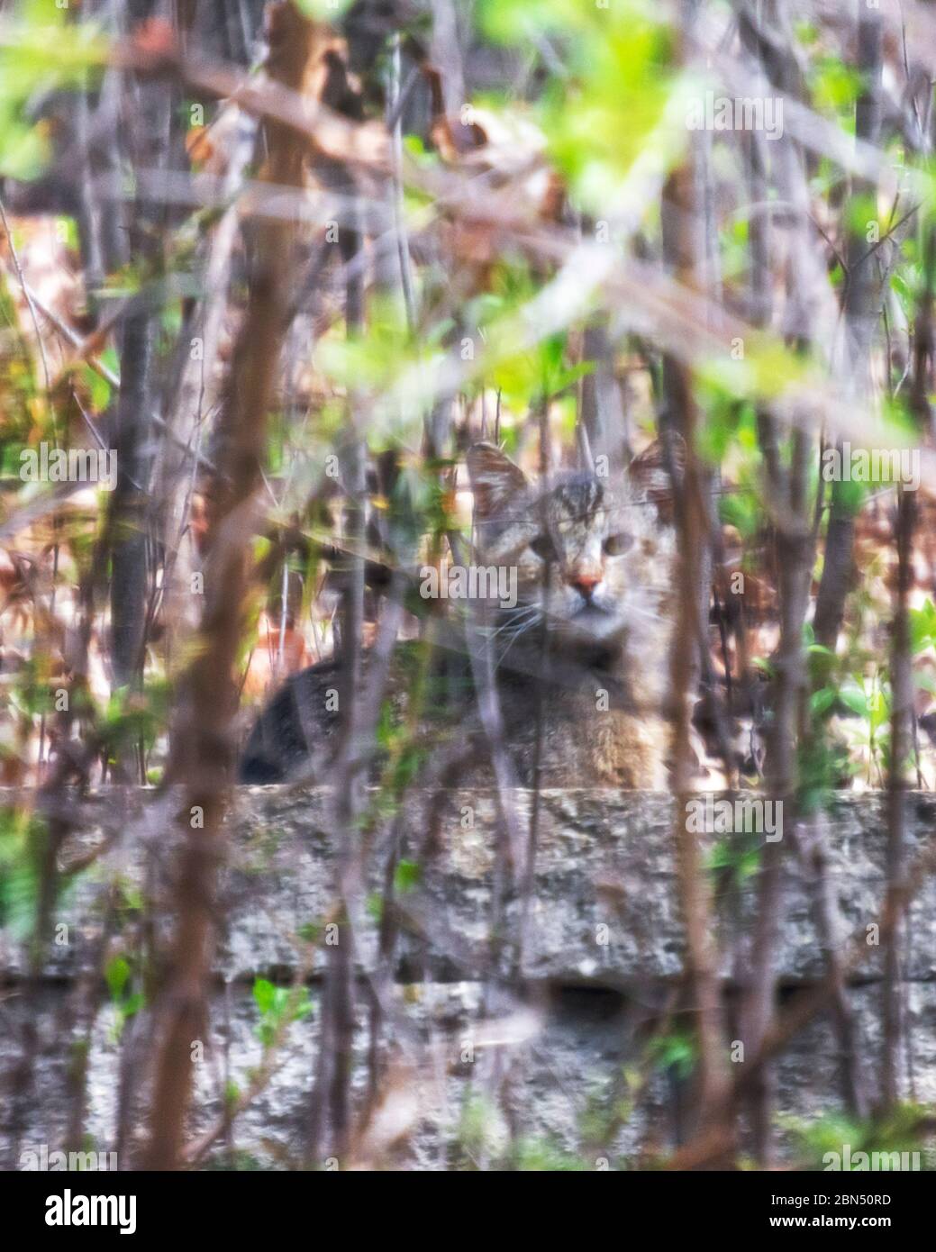 Un gatto ferale nasconde nel sottobosco un alimentatore di uccelli vicino. Foto Stock