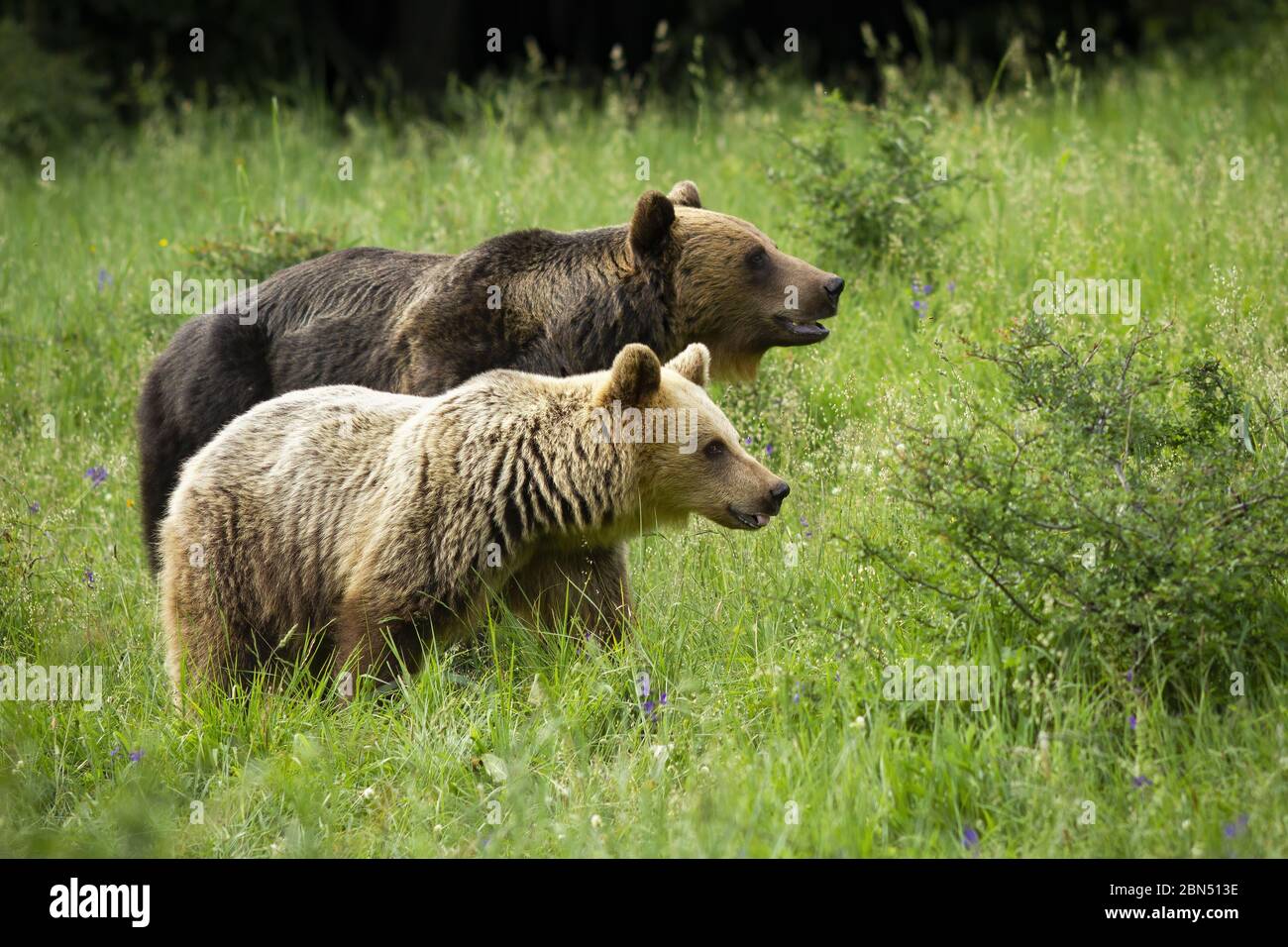 Coppia di orso bruno in corteggiamento su prato in verde estate natura. Foto Stock