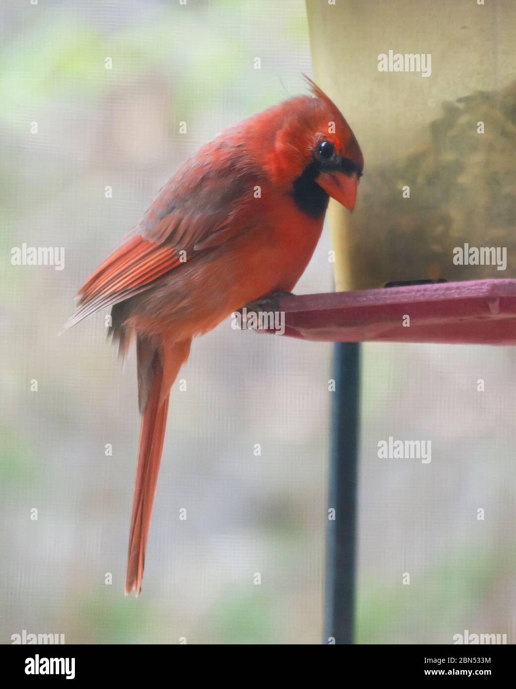 Maschio del Cardinale del Nord arroccato a alimentatore di uccelli con la testa bicchiata guardando la macchina fotografica. Sfondo sfocato. Presa durante la primavera. Foto Stock