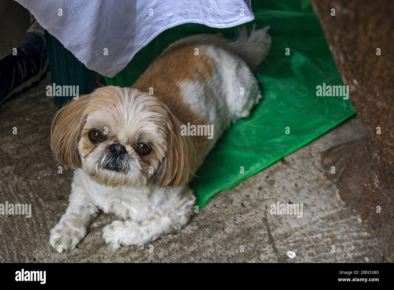 Un piccolo cane in miniatura sotto la tavola guarda il fotografo. Foto Stock