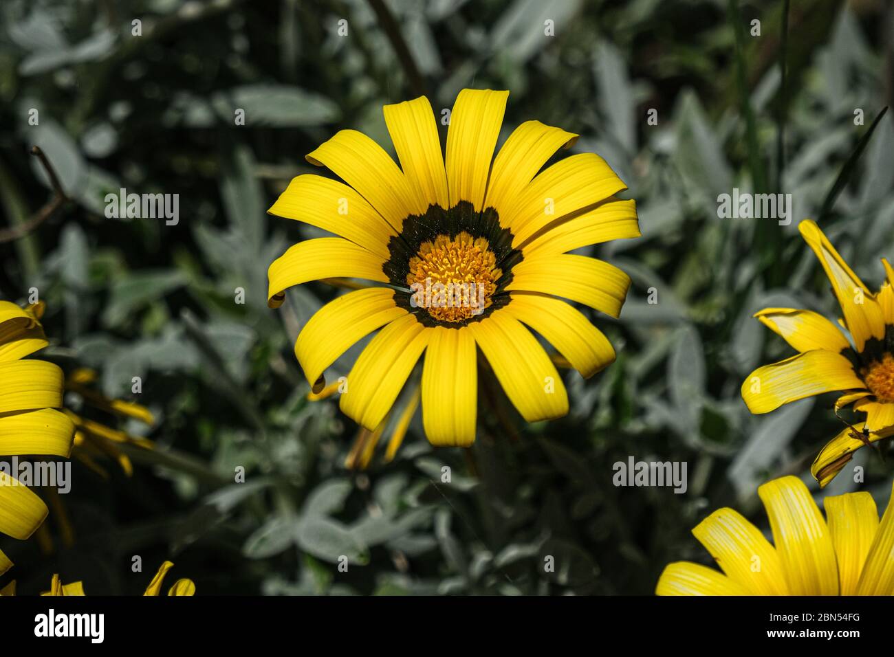 Alto vief di composizione giallo fiore primavera, pisil, balsami e petalo dettaglio, natura Foto Stock