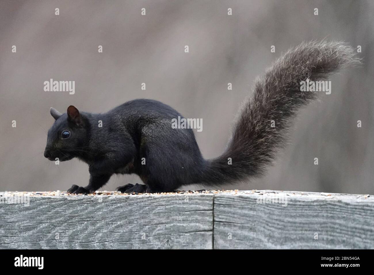 Scoiattoli grigi e neri Foto Stock