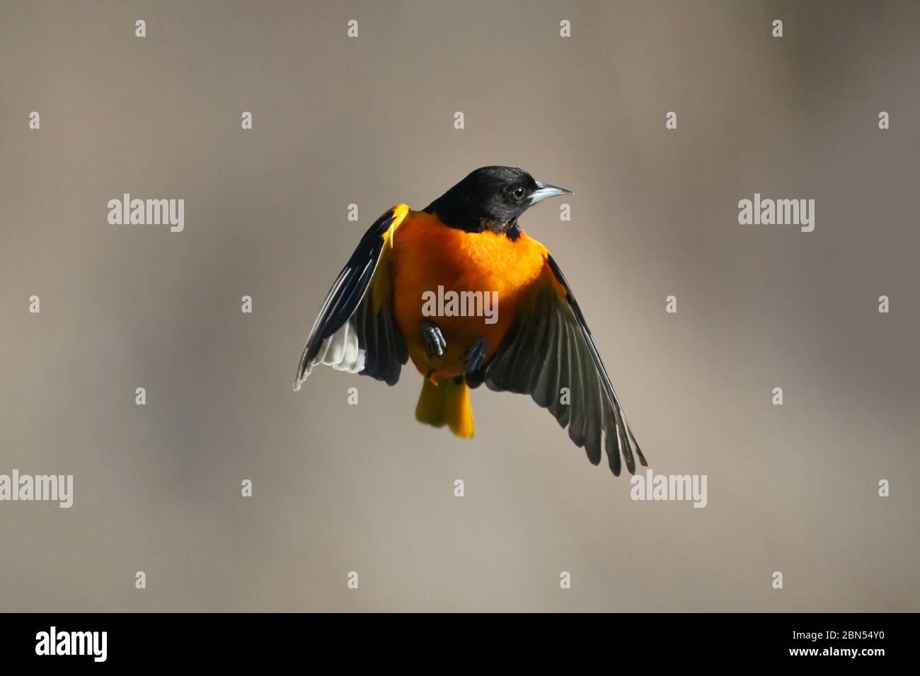 Baltimora Oriole maschio in volo Foto Stock