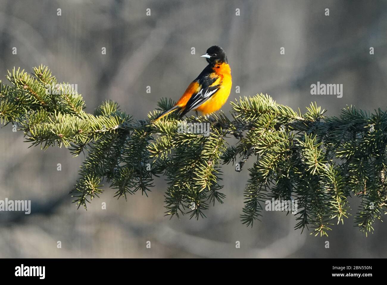 Baltimore Oriole maschio appollaiato su tosse di abete rosso Foto Stock