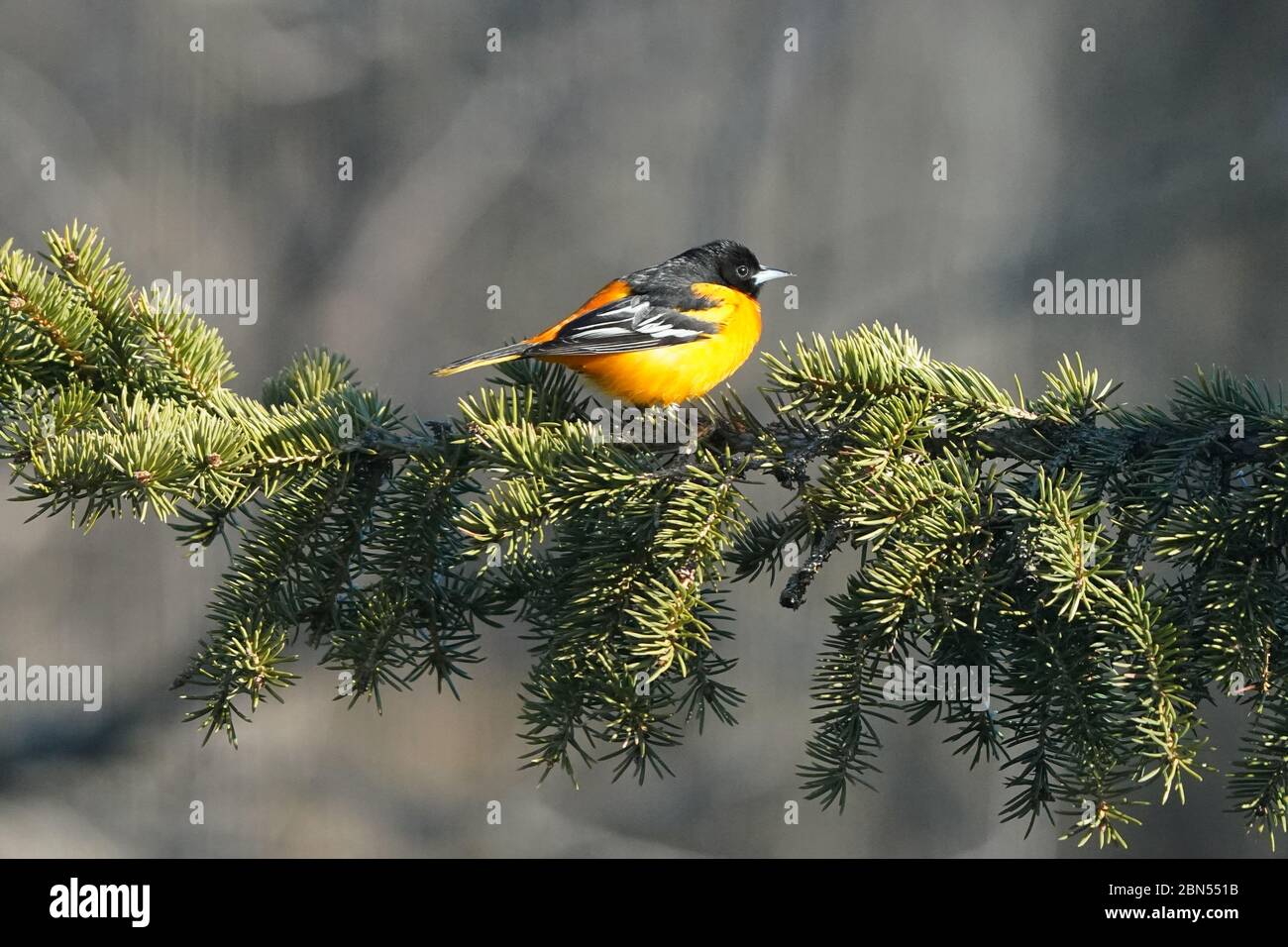 Baltimore Oriole maschio appollaiato su tosse di abete rosso Foto Stock
