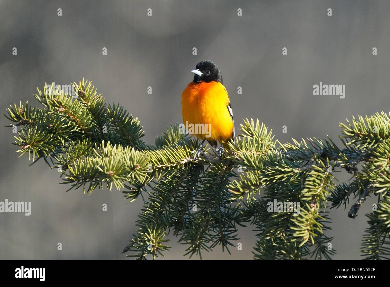 Baltimore Oriole maschio appollaiato su tosse di abete rosso Foto Stock