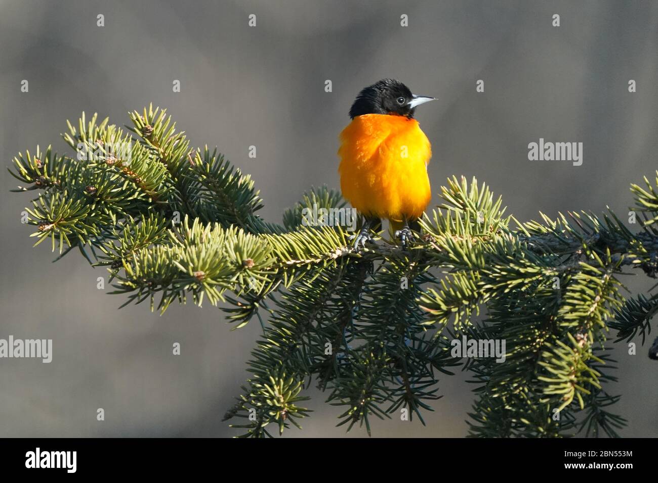 Baltimore Oriole maschio appollaiato su tosse di abete rosso Foto Stock