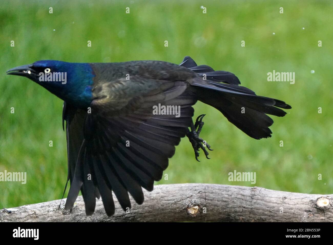 Comune Grackle Foto Stock