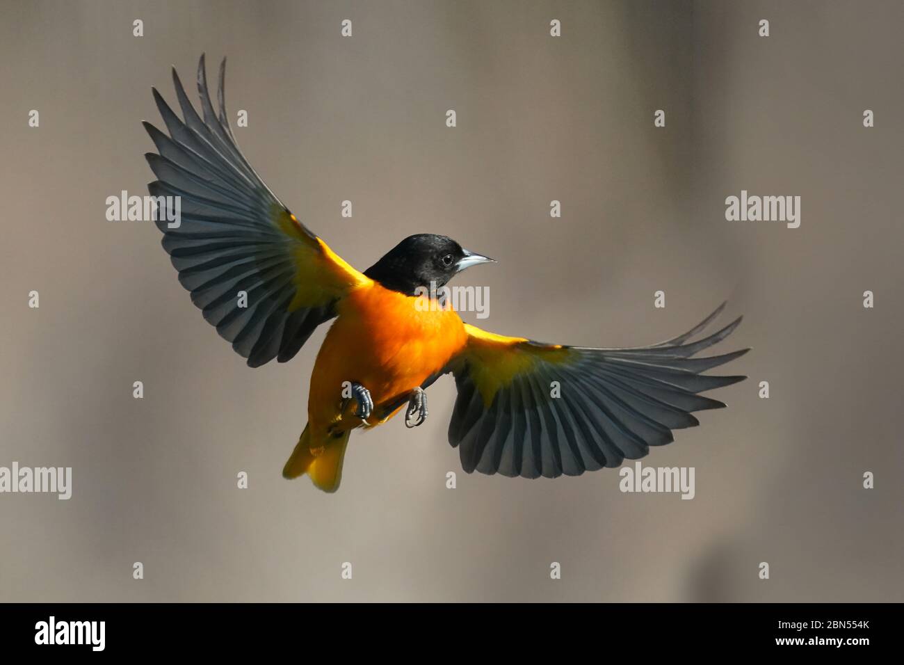 Baltimora Oriole maschio in volo Foto Stock