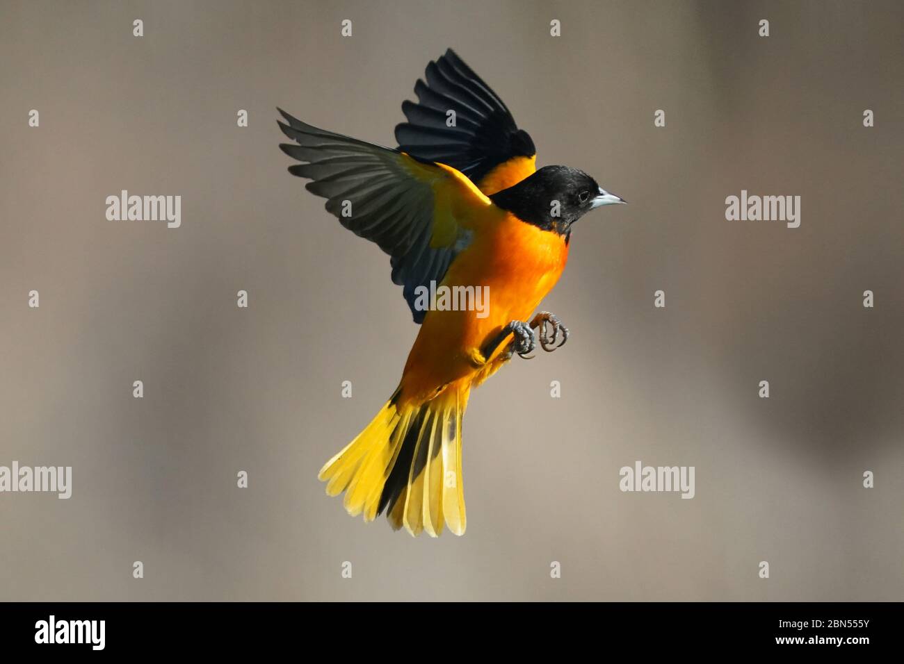 Baltimora Oriole maschio in volo Foto Stock