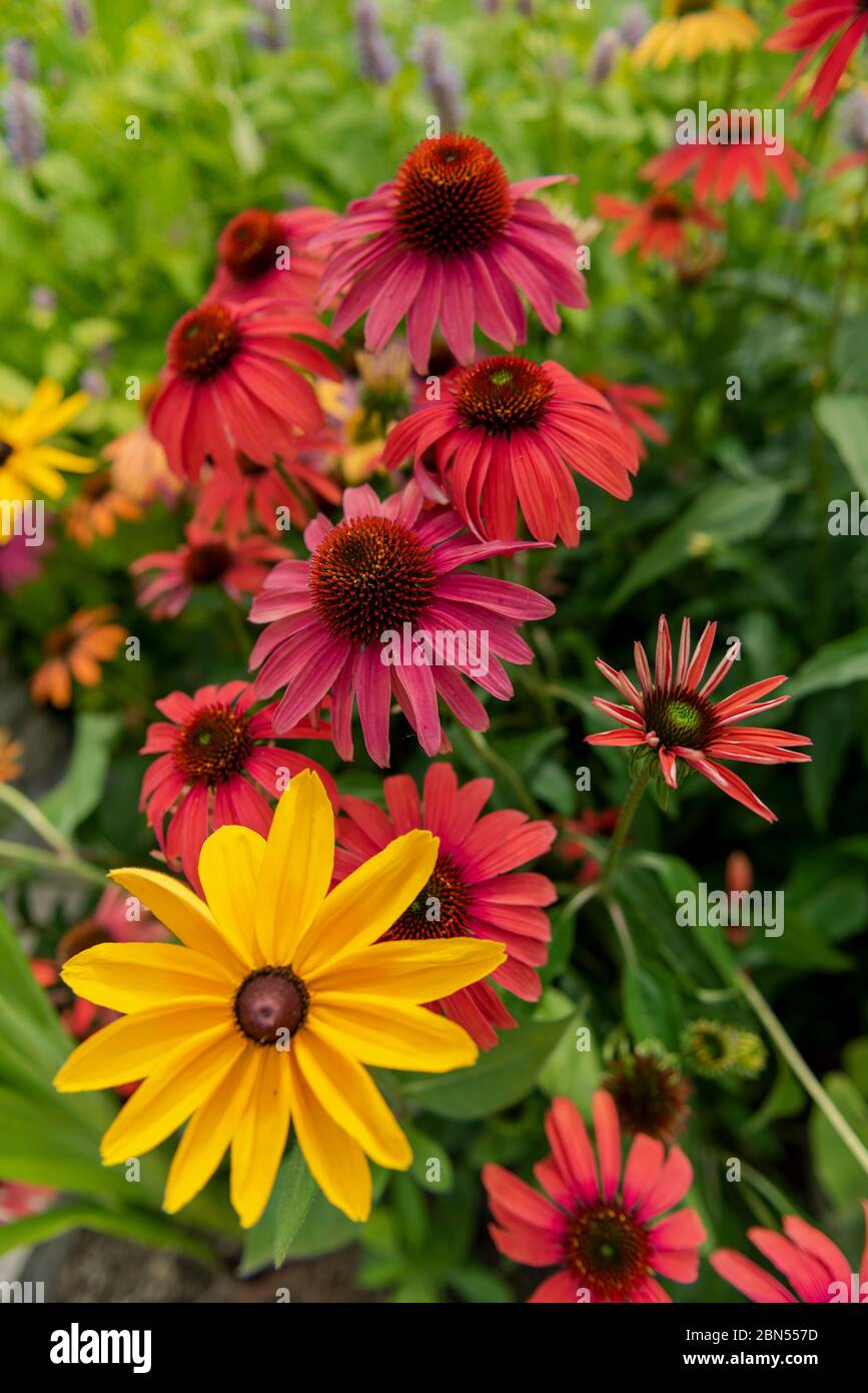 Echinacea, che cresce selvaggia nel Midwest degli Stati Uniti Foto Stock