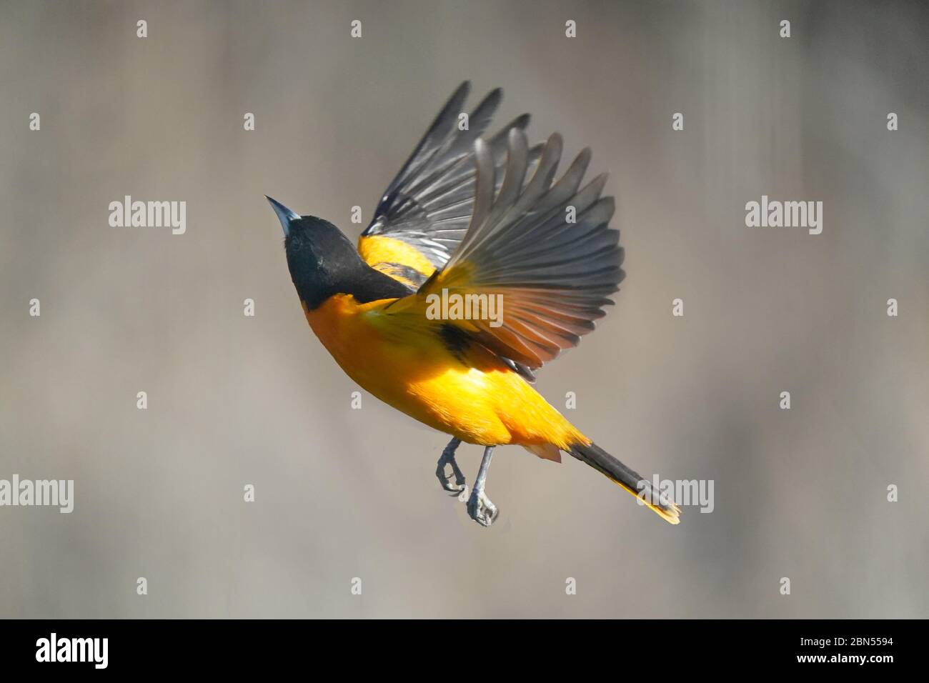 Baltimora Oriole maschio in volo Foto Stock