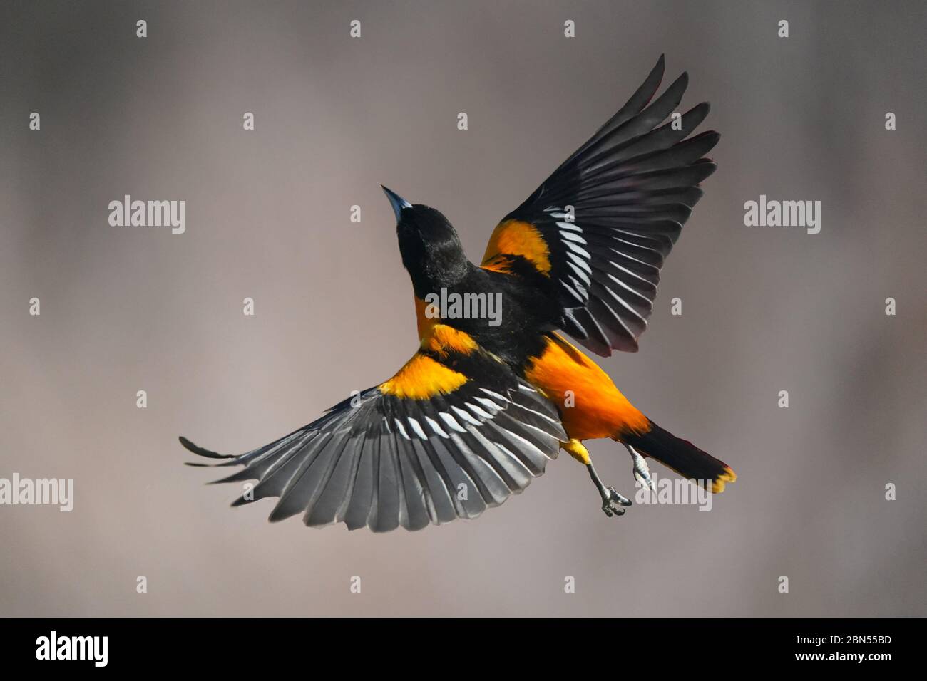 Baltimora Oriole maschio in volo Foto Stock