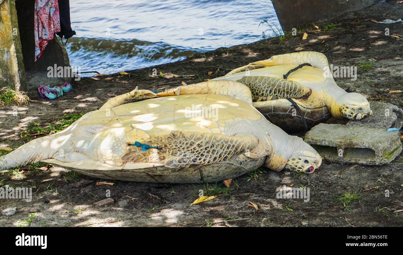Tartarughe verdi catturate nel Nicaragua orientale Foto Stock
