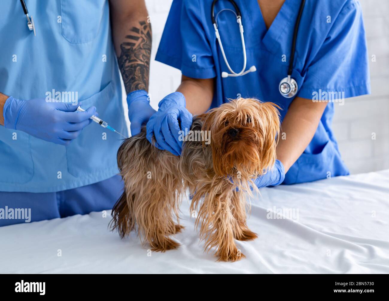 Medici di vet irriconoscibili con vaccino che fa l'iniezione a poco doggy alla clinica veterinaria, closeup Foto Stock