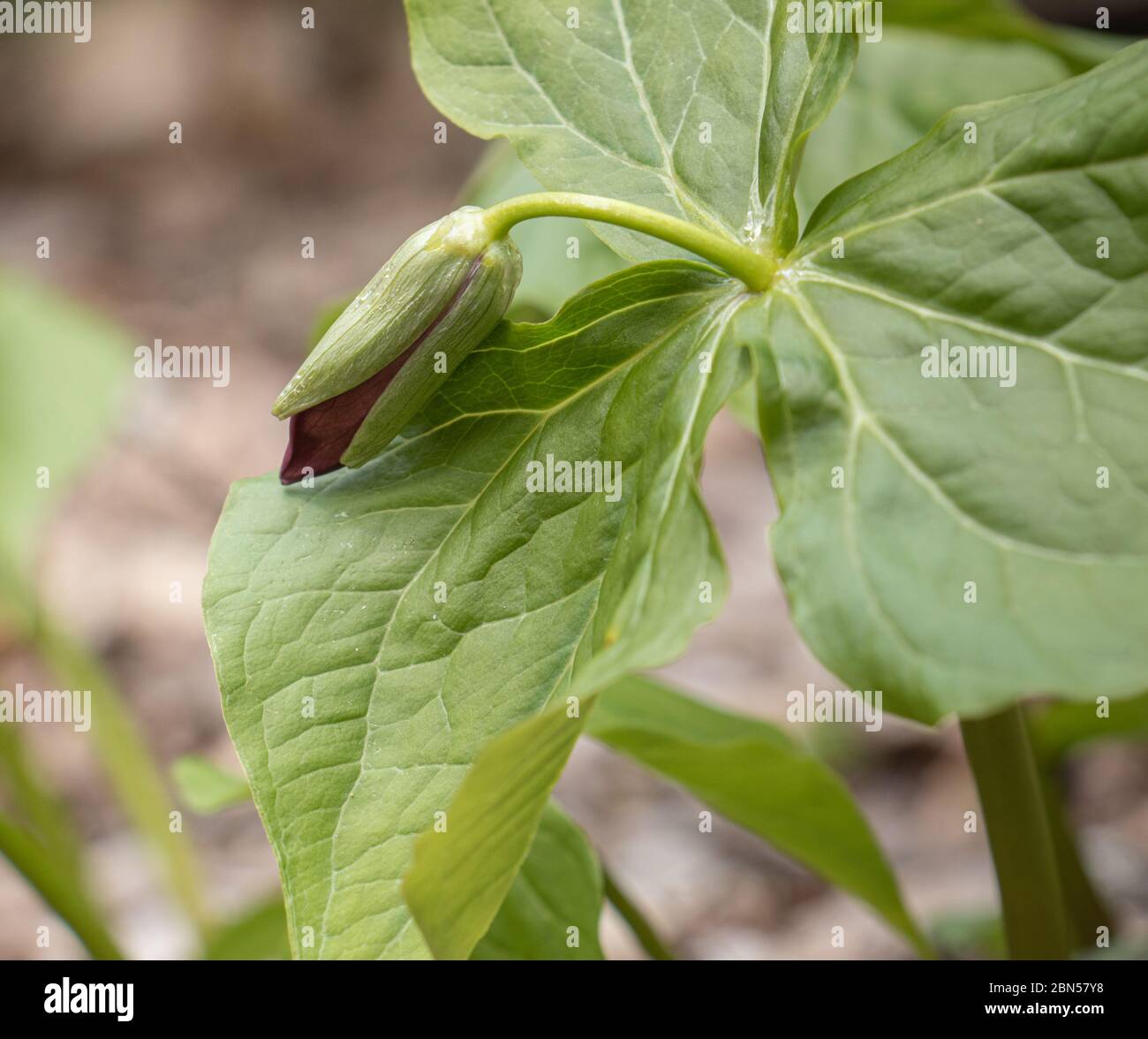 Il trillio Rosso comincia a fiorire all'Arrowhead Park a maggio Foto Stock
