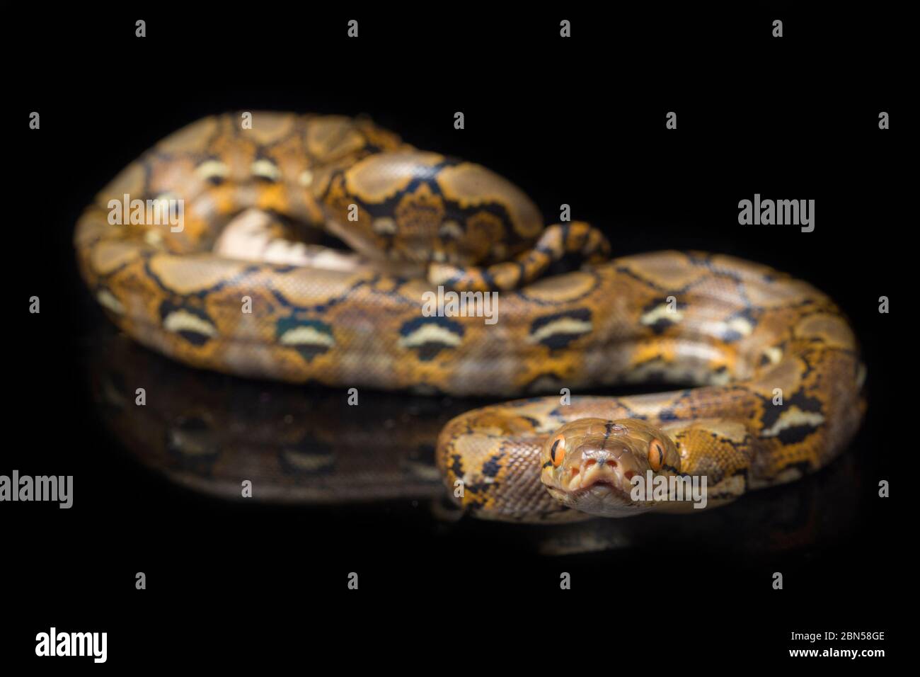 Python reticolato (Python reticolatus) isolato su sfondo nero. Foto Stock