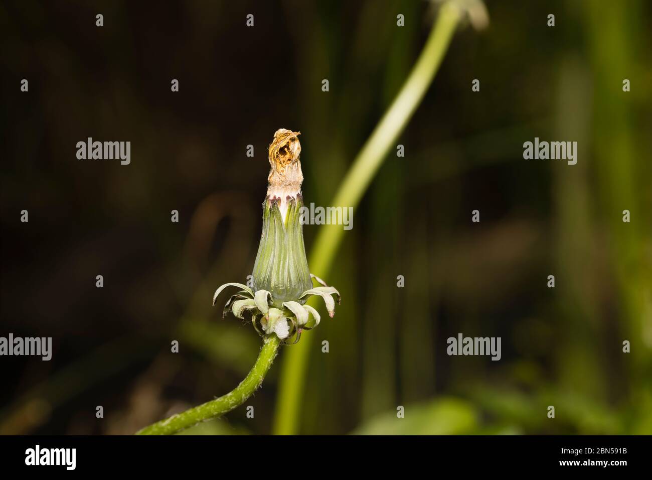 Primo piano di un dente di leone chiuso (Taraxacum officinale) testa di fiore, un comune giardino erbaccia, in fiore in primavera nel Surrey, nel sud-est dell'Inghilterra Foto Stock