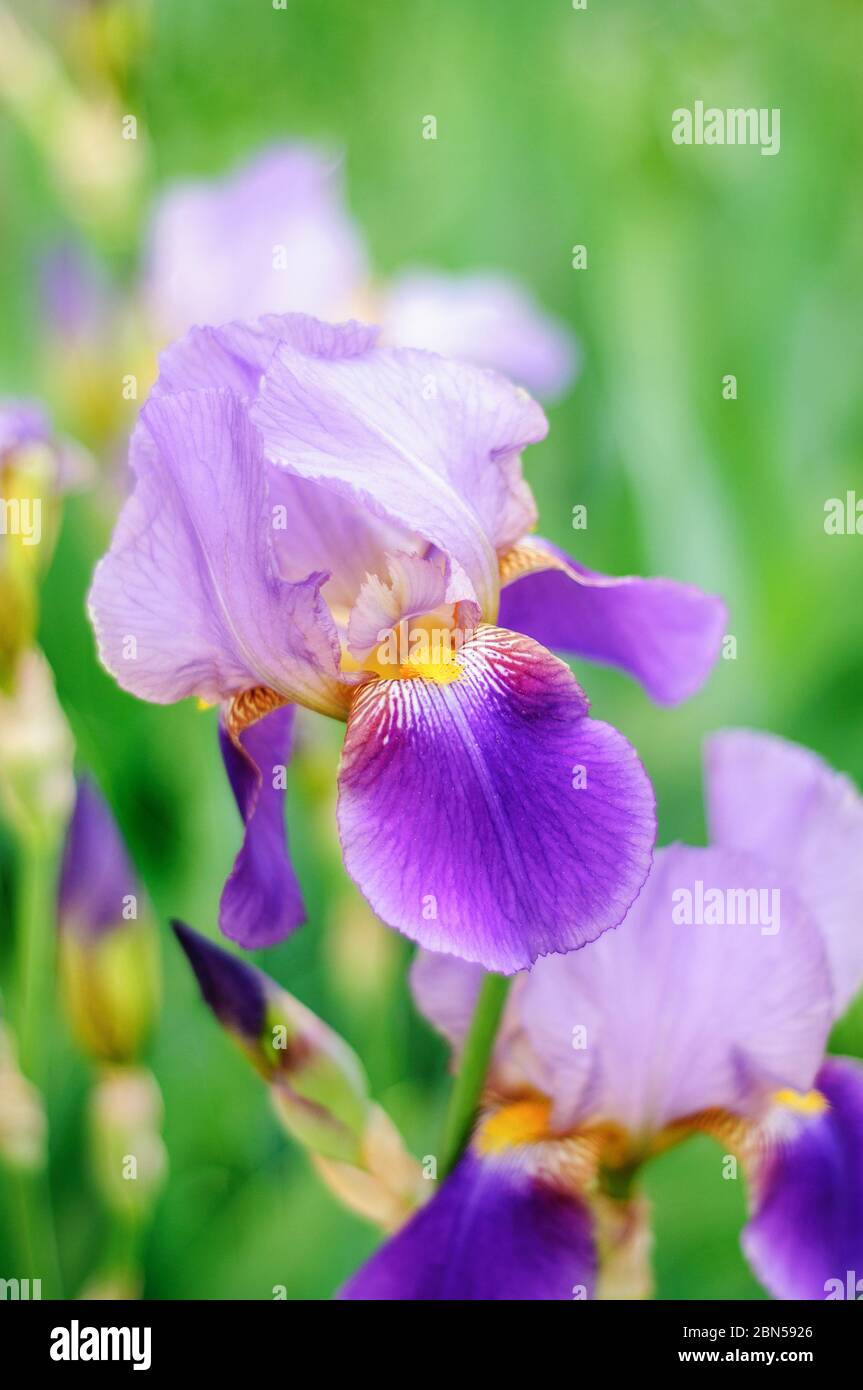 Foto macro iris fiore su sfondo verde della natura Foto Stock