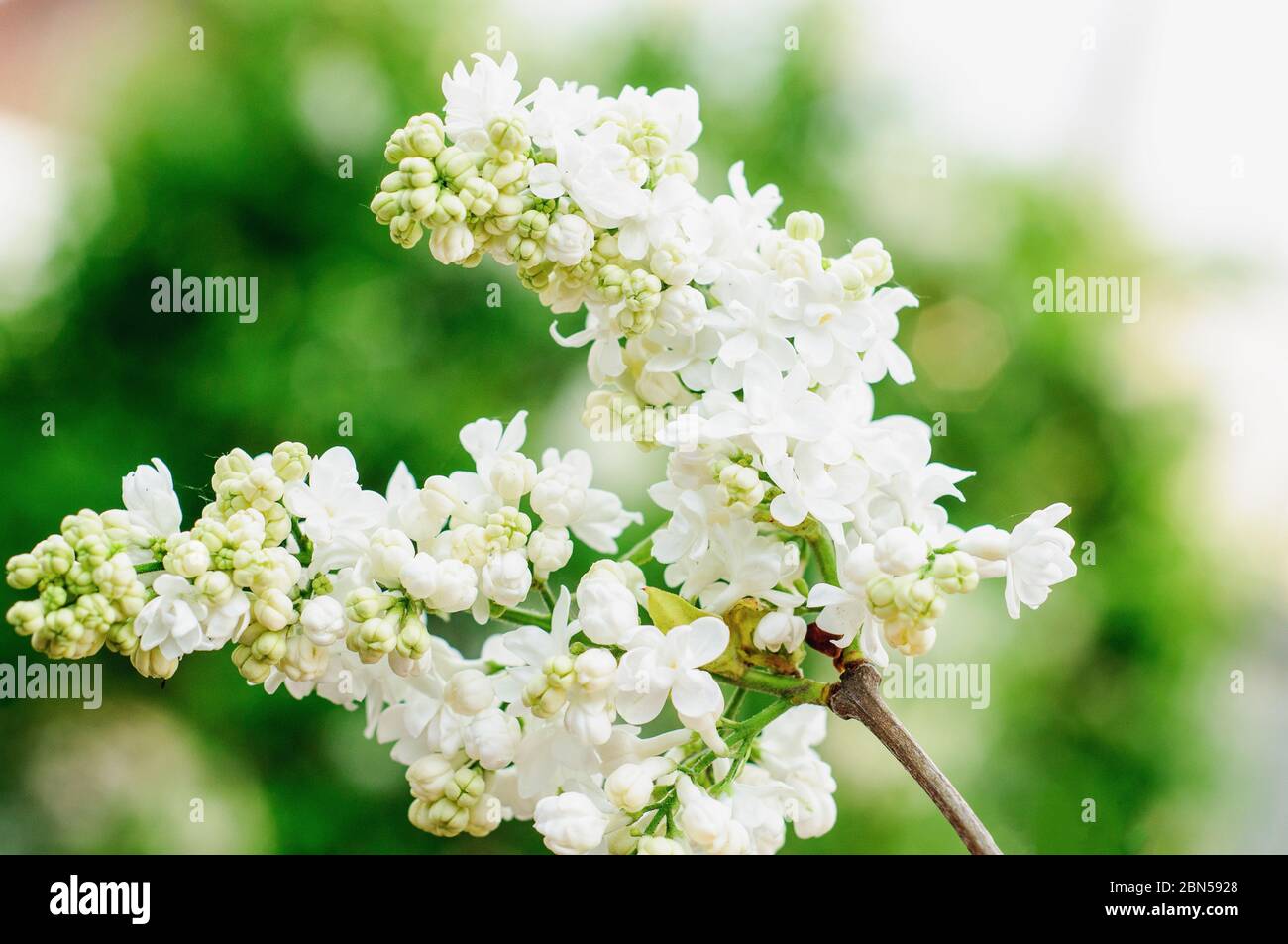 Bianco lilla fiore macro fotografia su sfondo verde natura Foto Stock