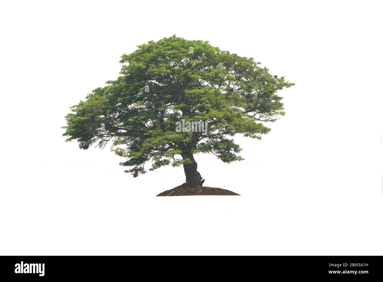 L'albero della pioggia, il noce indiano orientale o il Monkey Pod su  isolato, una pianta di foglie sempreverde di taglio su sfondo bianco con  percorso di ritaglio Foto stock - Alamy