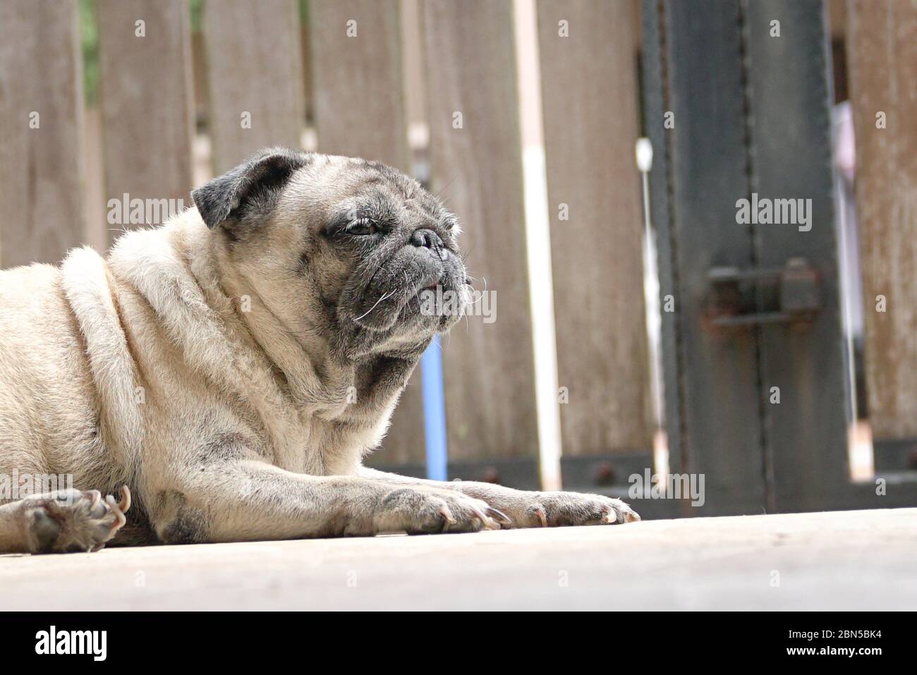 Cane PUG sdraiato sul pavimento. Aspetto dormiente. Cancello bloccato sullo sfondo. Concetto di soggiorno a casa. Foto Stock