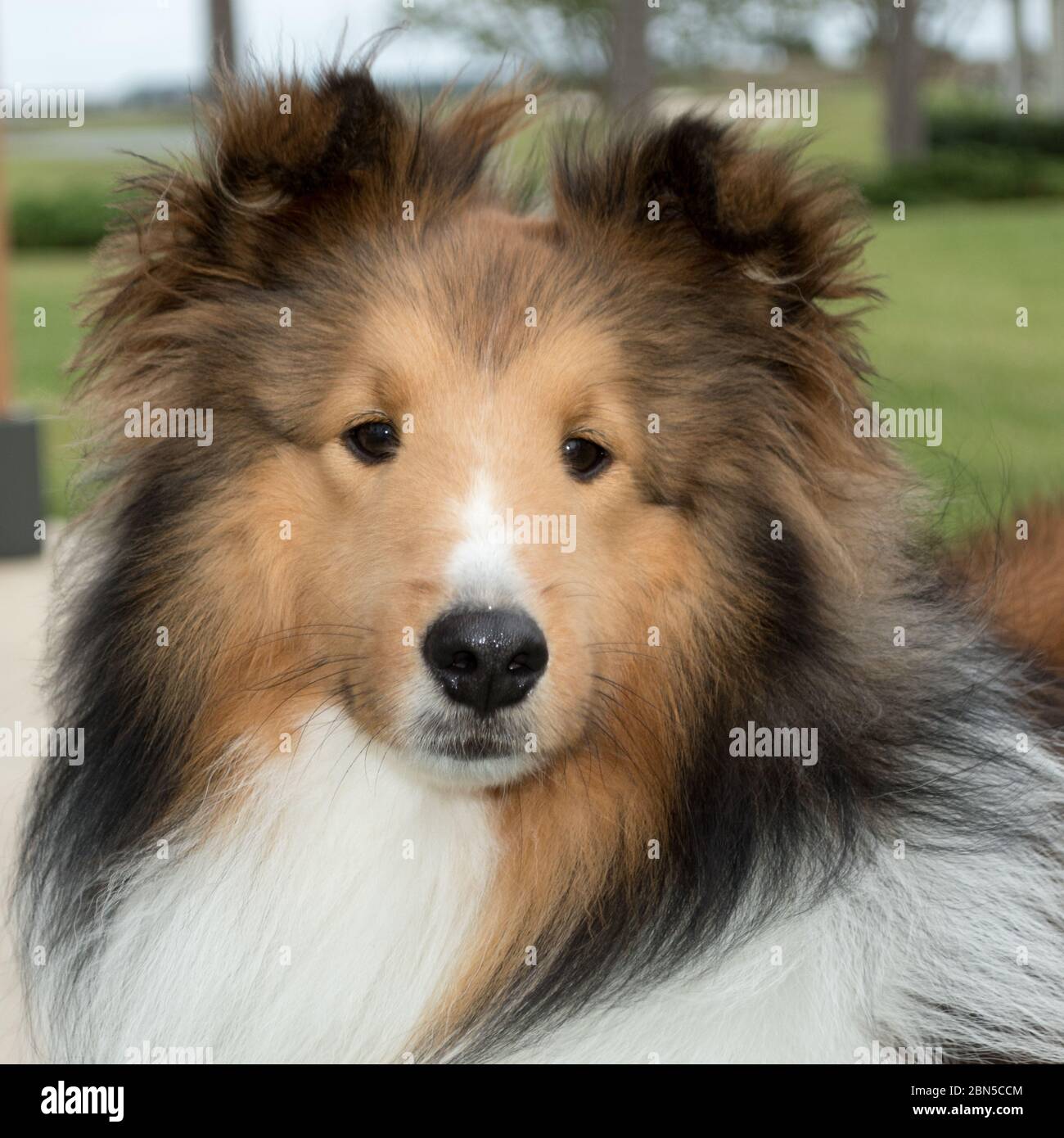 Primo piano del volto amichevole di un giovane adulto Shetland Sheepdog, una razza di cane da pastore spesso indicato come una mensola o collie Foto Stock