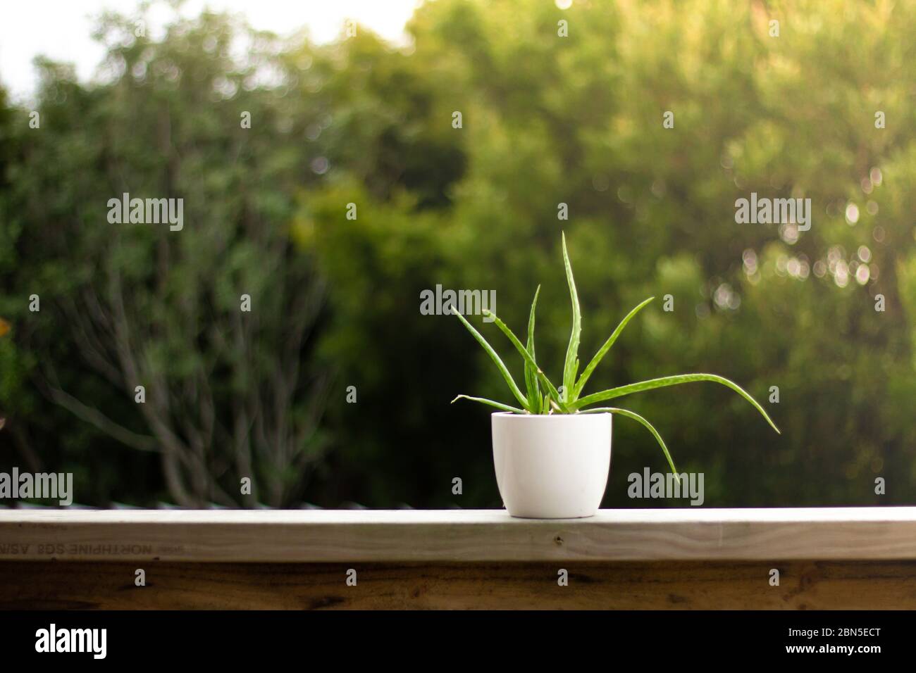 Aloe vera in una pentola bianca. Foto Stock