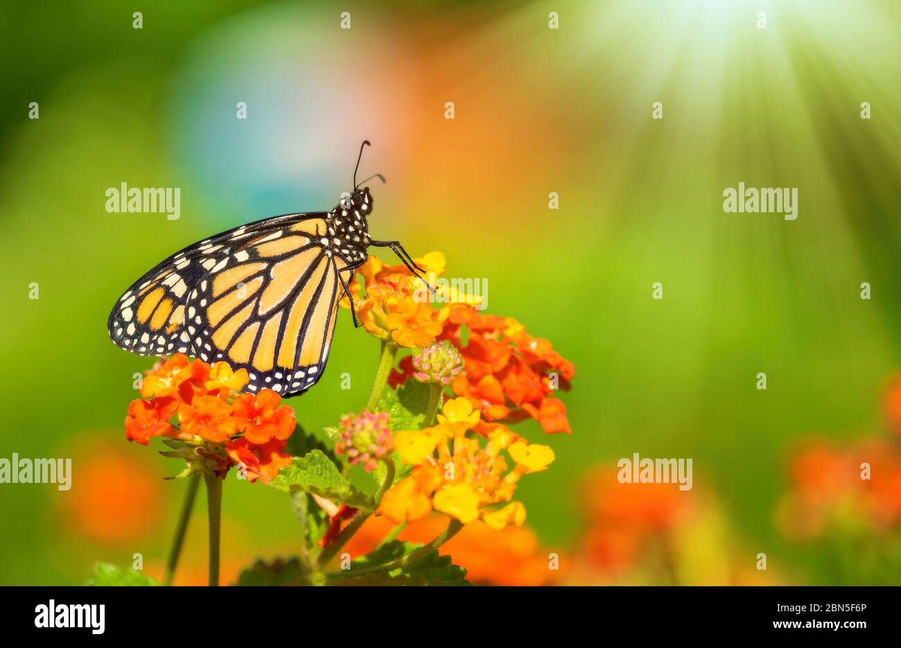 Farfalla Monarch (Danaus plexippus) che si crogiola sui fiori di lantana durante la migrazione primaverile in Texas. Foto Stock