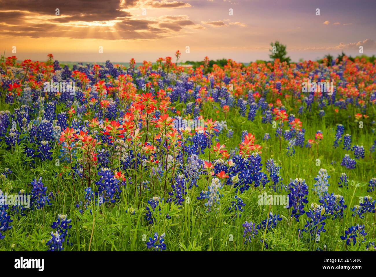 Texas Bluebonnet e Indian Paintbrush campo di fiori selvatici fioritura in primavera al tramonto Foto Stock