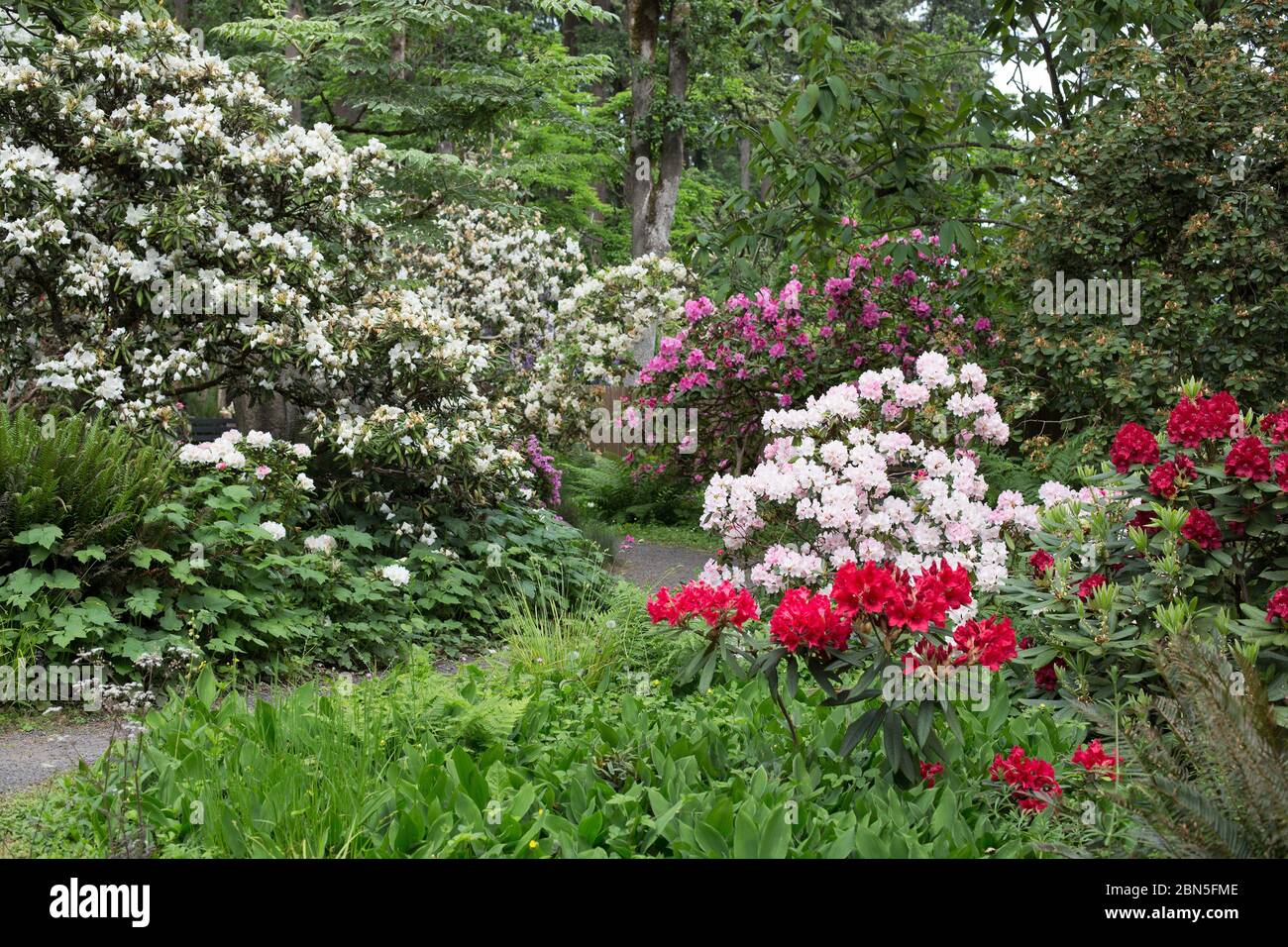 Un sentiero che si snoda attraverso il parco Hendricks Rhodendron Garden di Eugene, Oregon, USA. Foto Stock