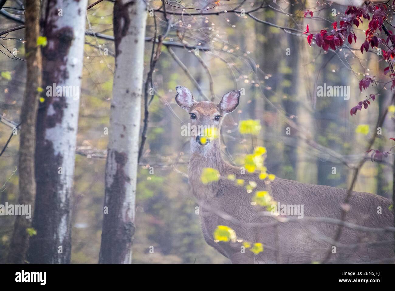 cervi in primavera nebbia paesaggio colorato foresta - immagine Foto Stock