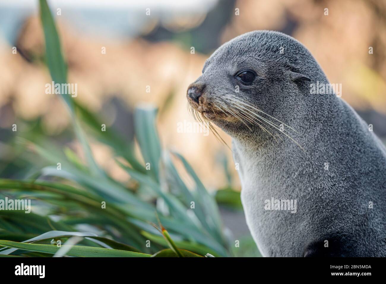 Giovane animale, foca da pelliccia neozelandese (Arctocephalus forsteri), ritratto, Capo Palliser, regione di Wellington, Isola del Nord, Nuova Zelanda Foto Stock