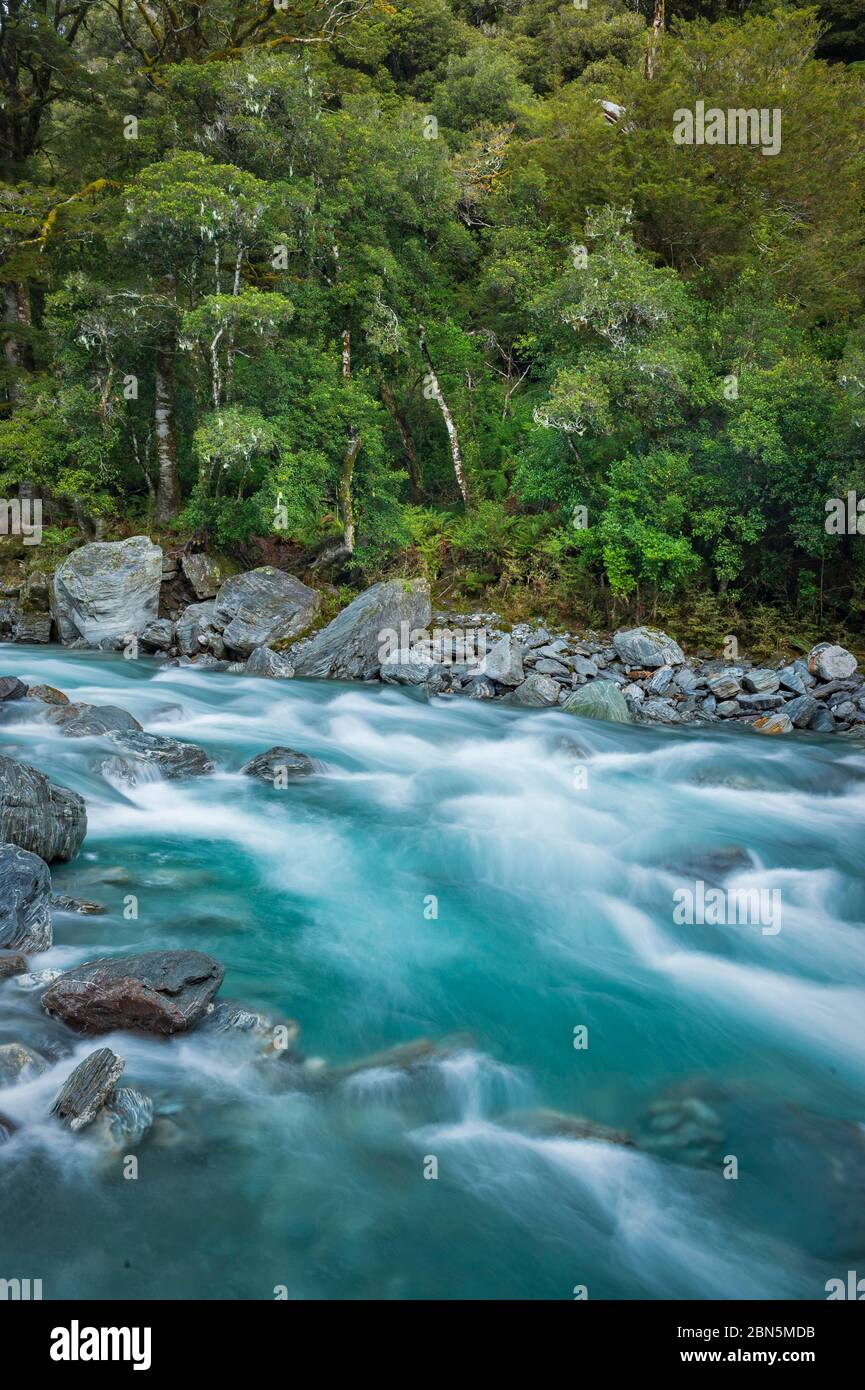 Fitta vegetazione, foresta pluviale temperata, Rimu (Dacrydium cupressinum) sulle rive del Thunder Creek, Haast, Wanaka, West Coast Region, Nuova Zelanda Foto Stock