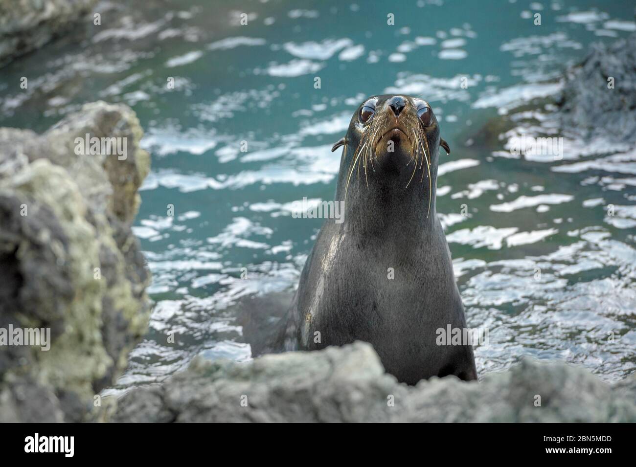 Foca da pelliccia neozelandese (Arctocephalus forsteri) sulla costa rocciosa, Capo Palliser, regione di Wellington, Isola del Nord, Nuova Zelanda Foto Stock