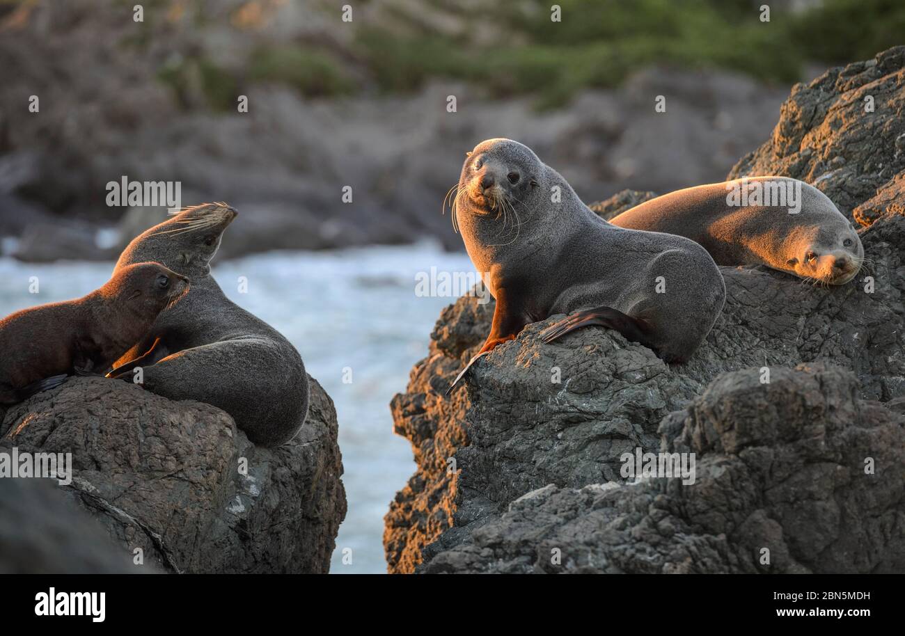 Foca neozelandese (Arctocephalus forsteri), animali giovani di una colonia sdraiata su rocce, Capo Palliser, regione di Wellington, Nuova Zelanda Foto Stock