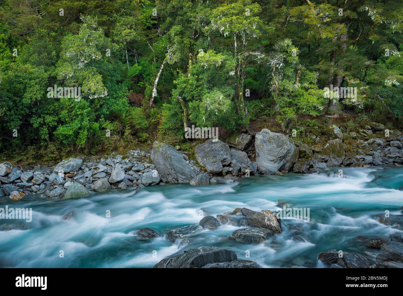 Fitta vegetazione, foresta pluviale temperata, Rimu (Dacrydium cupressinum) sulle rive del Thunder Creek, Haast, Wanaka, West Coast Region, Nuova Zelanda Foto Stock