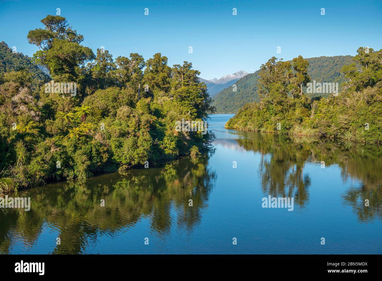 Rimu (Dacrydium cupressinum) e felci di alberi nelle rive temperate della diga della Moeraki sotto il cielo blu, vicino a Whataroa, West Coast Foto Stock