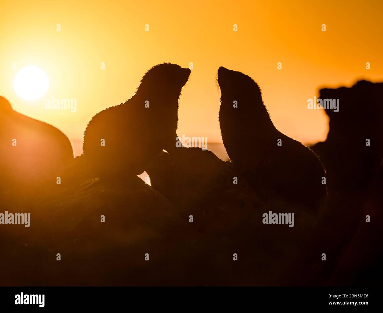 Silhouette di due foche neozelandesi in controluce al tramonto, guarnizioni auricolari, foche in pelliccia nana, foche in pelliccia (Arctocephalus pusillus), Cape Palliser Foto Stock