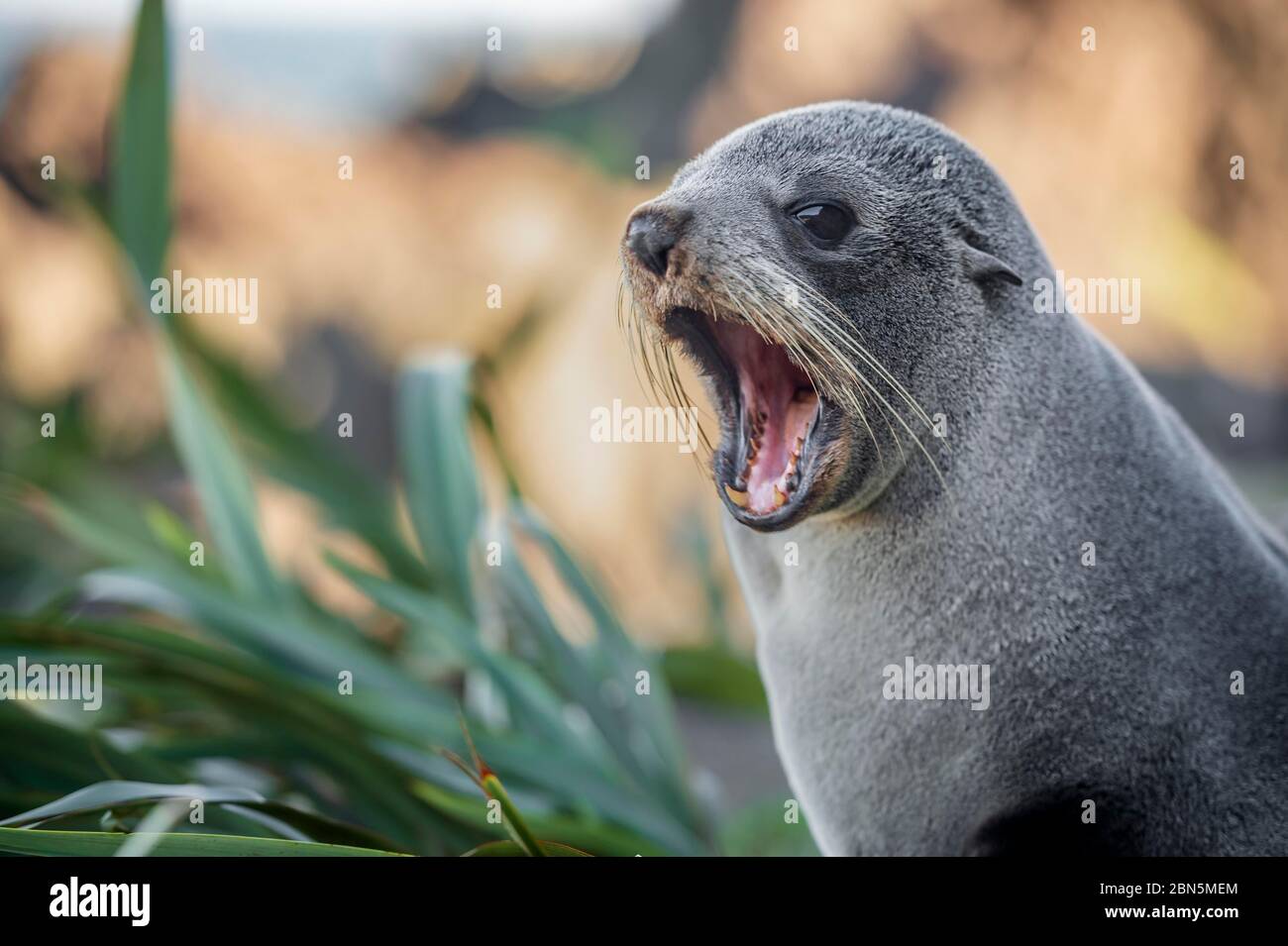 Giovane animale, foca da pelliccia neozelandese (Arctocephalus forsteri), chiamata, ritratto, Capo Palliser, regione di Wellington, Isola del Nord, Nuova Zelanda Foto Stock