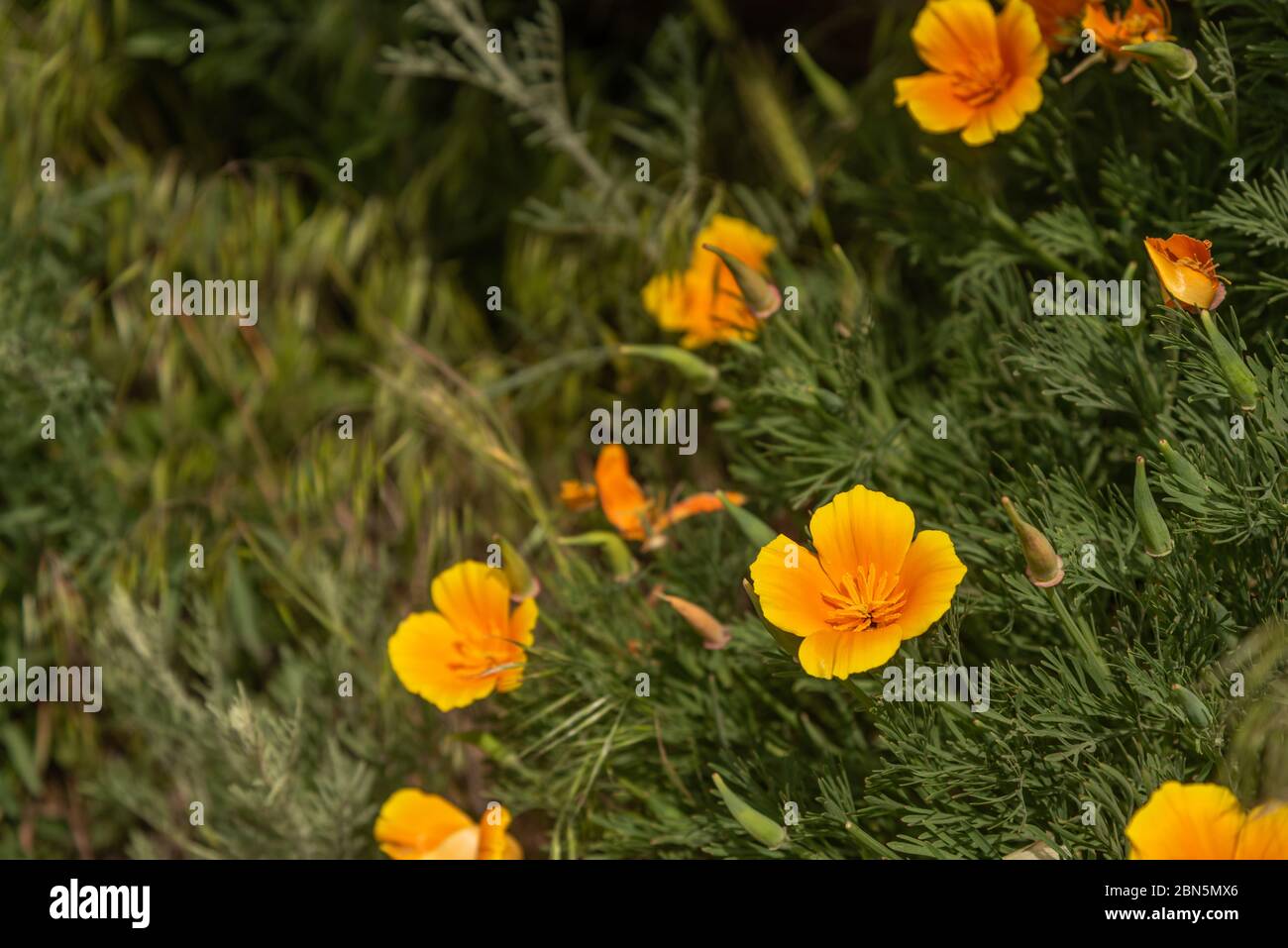 Arancio e giallo di papavero Foto Stock