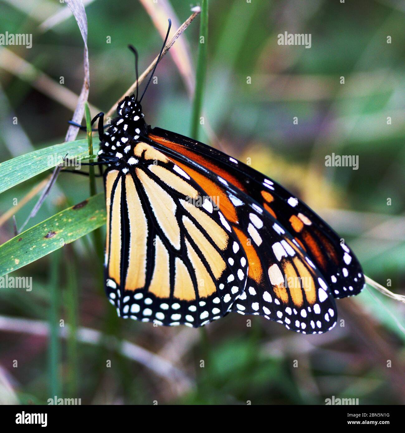 Farfalla Monarch in un prato durante la fine dell'estate in Ontario, Canada. Foto Stock