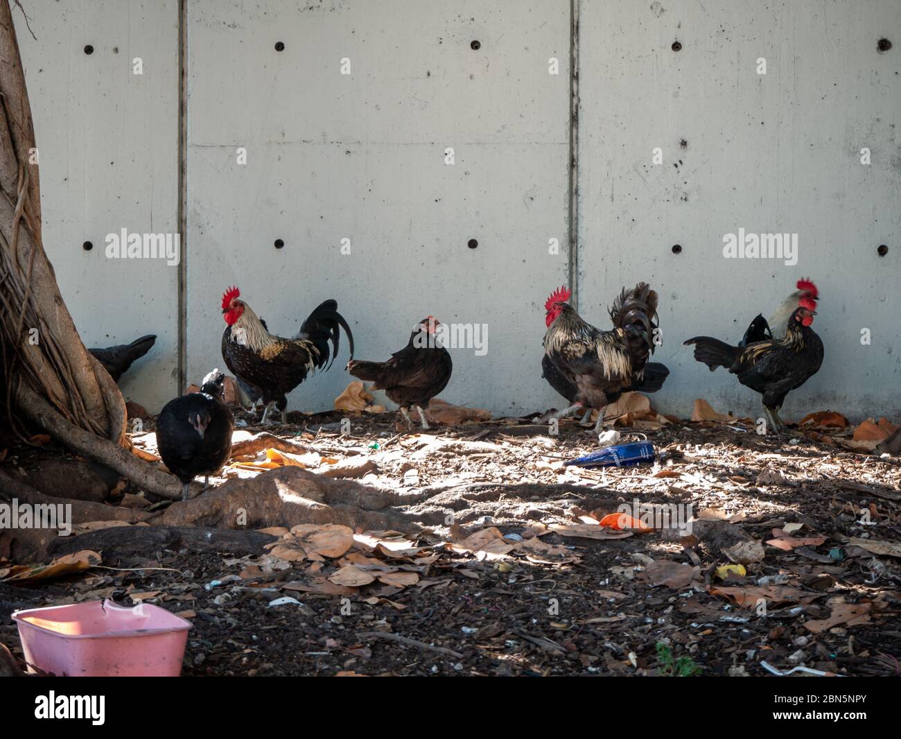 Urban Free che spazia polli tra le lettiere (spazzatura) a Miami, Florida, USA Foto Stock