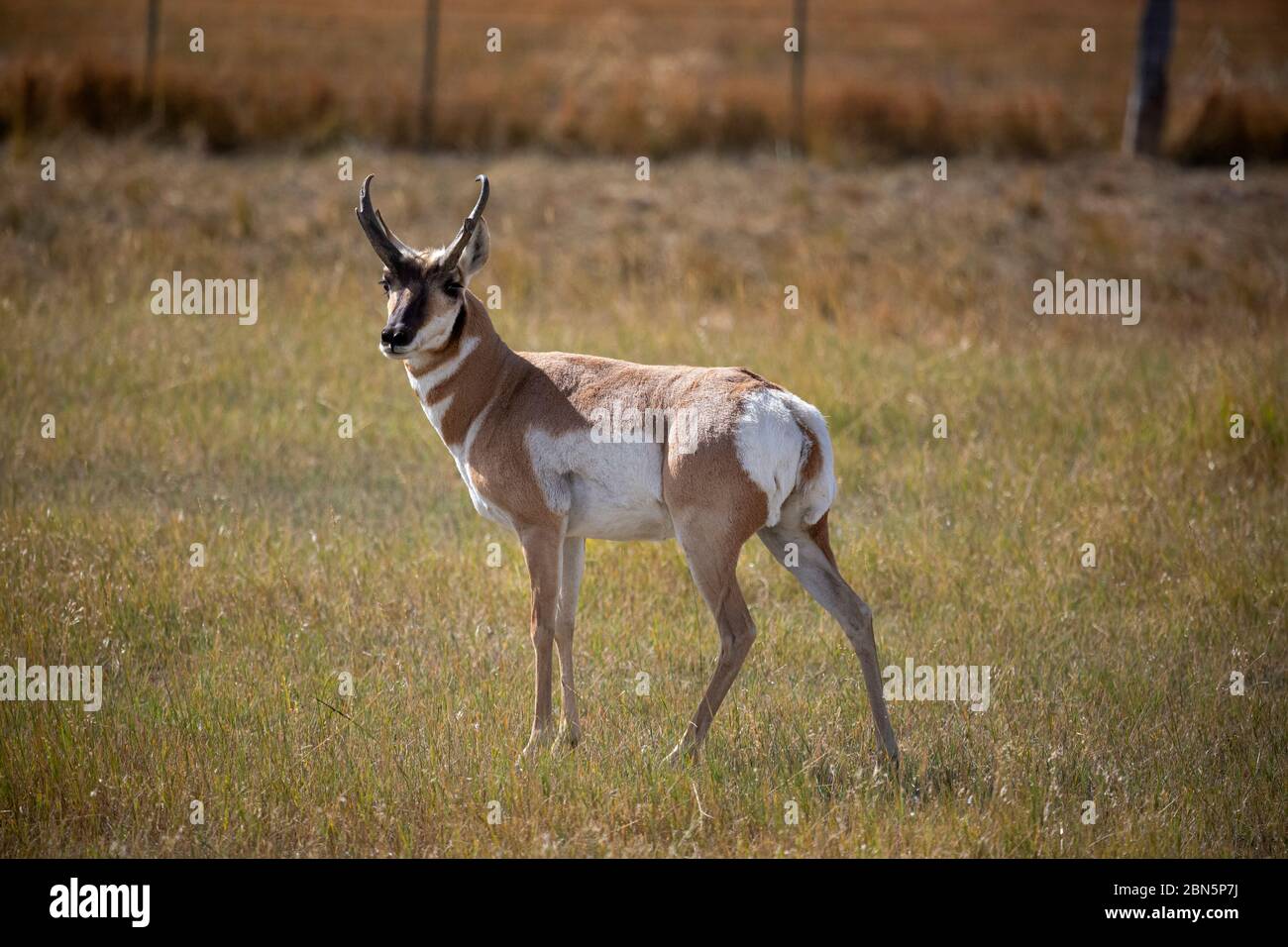 WY04258-00....WYOMING - un'antilope americana in un campo sul rangeland vicino Kaycee. Foto Stock