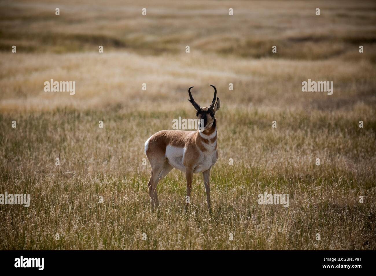 WY04260-00....WYOMING - un antilope americano sul rangeland aperto vicino alla città di Kaycee. Foto Stock