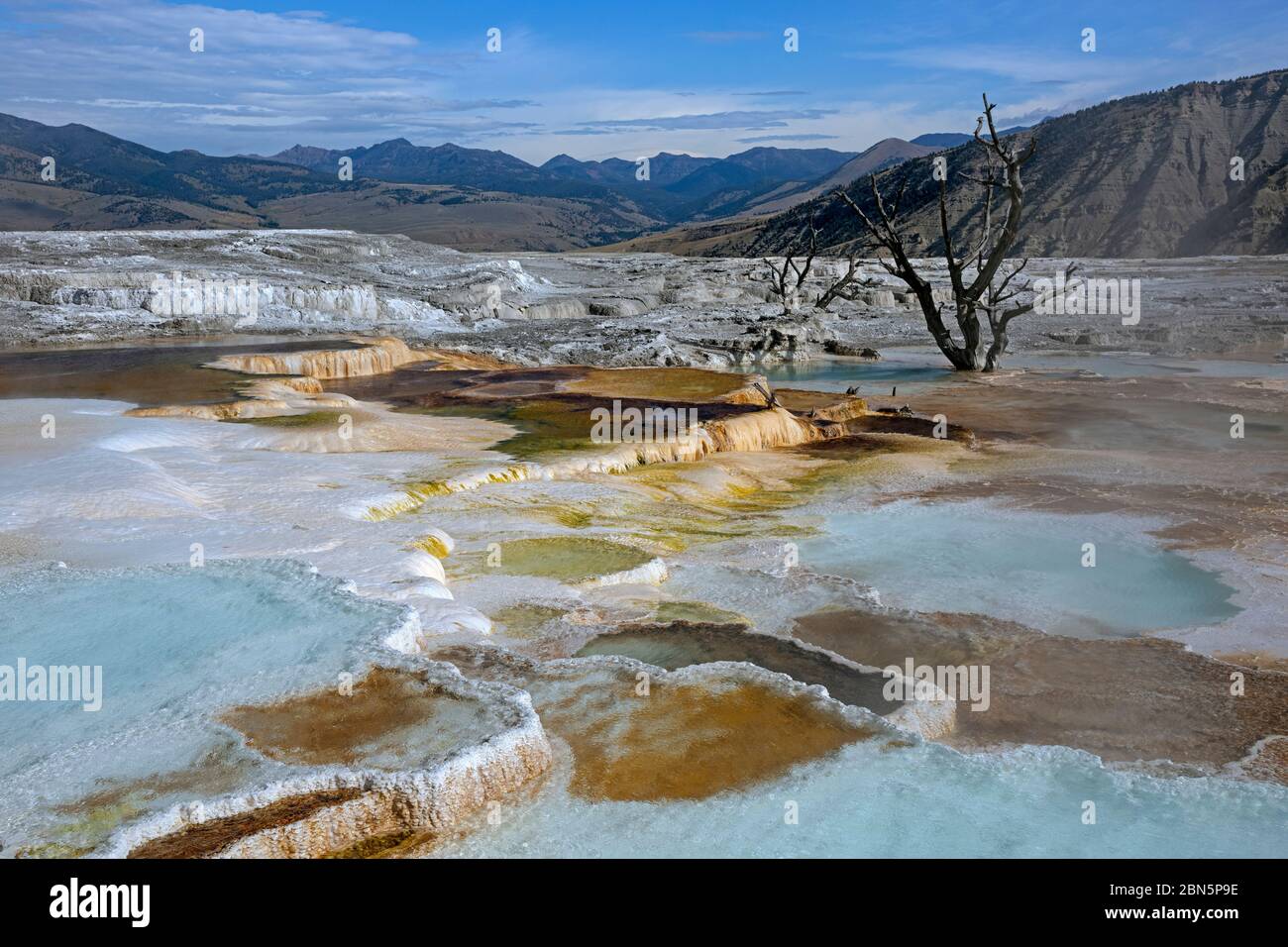 WY04263-00....WYOMING - sorgenti calde colorate sulle terrazze superiori delle sorgenti termali di Mammoth nel Parco Nazionale di Yellowstone. Foto Stock