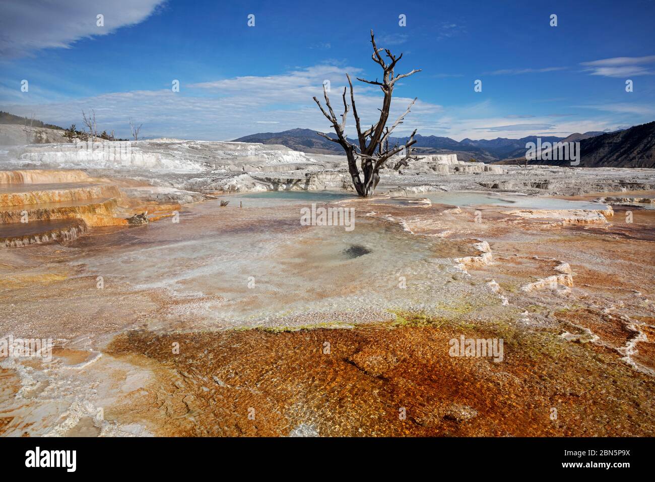 WY04265-00....WYOMING - sorgenti calde colorate sulle terrazze superiori delle sorgenti termali di Mammoth nel Parco Nazionale di Yellowstone. Foto Stock